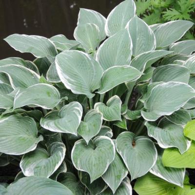 Hosta 'Tom Schmid'